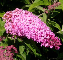 Arbre a papillons 'Pink delight' / Buddleia davidii 'Pink delight'